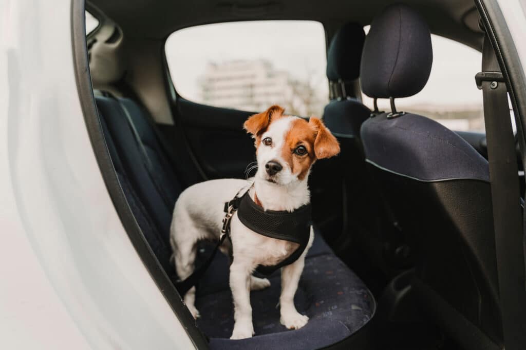A small dog in the backseat of a vehicle wearing a dog seat belt.